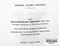 Pucciniastrum epilobii image